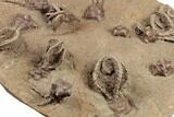 Plate of Eleven Alien-Looking Jimbacrinus Crinoids - Australia #188634-5